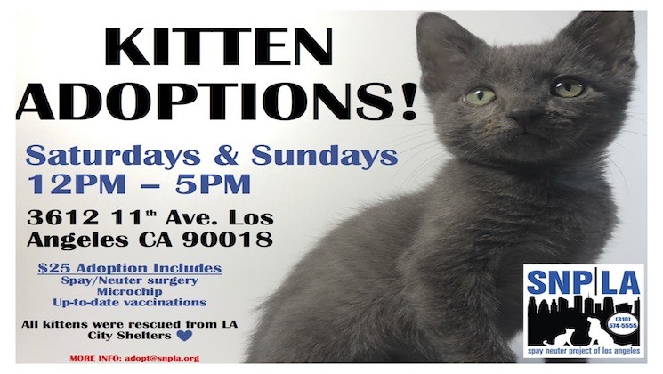 Kitten Adoptions at SNPLA
