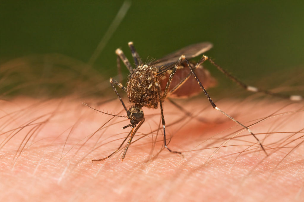 mosquito tasmania 249033
