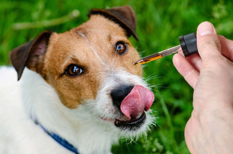 Best CBD Oil for Dogs: Top 5 Brands You Should Buy - LA Weekly