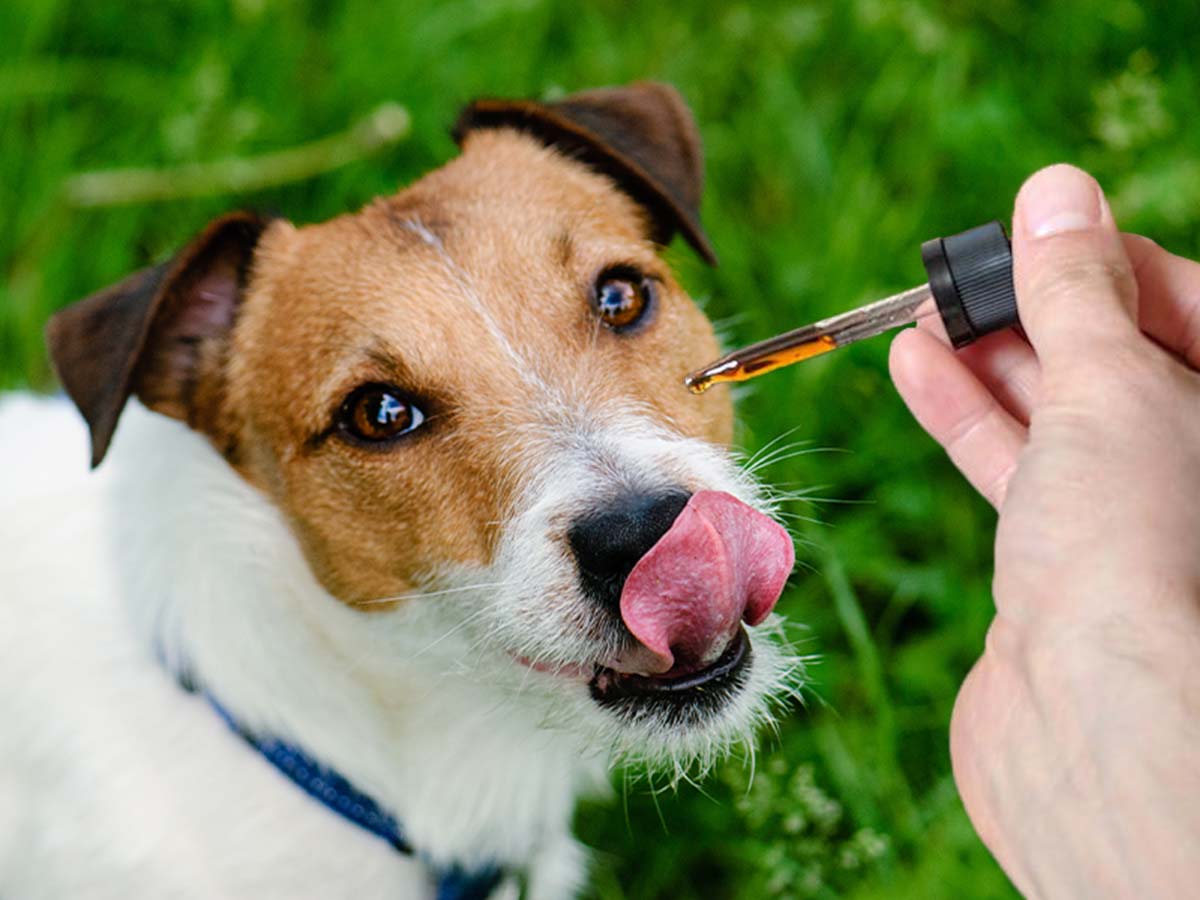 can cbd oil help dogs with allergy relief
