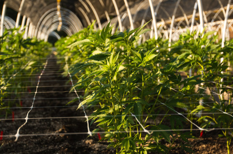 It's Time to Prep Your Pot Garden for Summer 38 garden vgs 275954