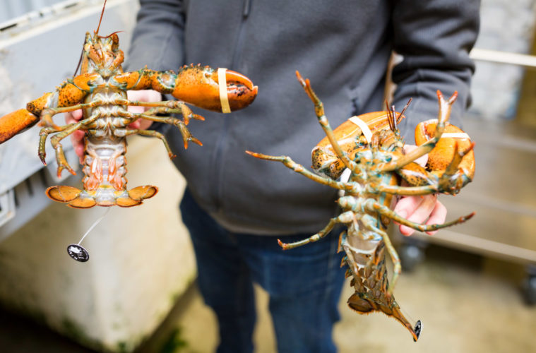 King's Seafood Company Pivots Restaurants to Markets and Bogo Burgers — Here's What's Popping Up 38 w1a8050 943140