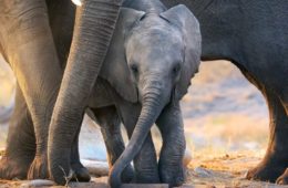 elephant 983632