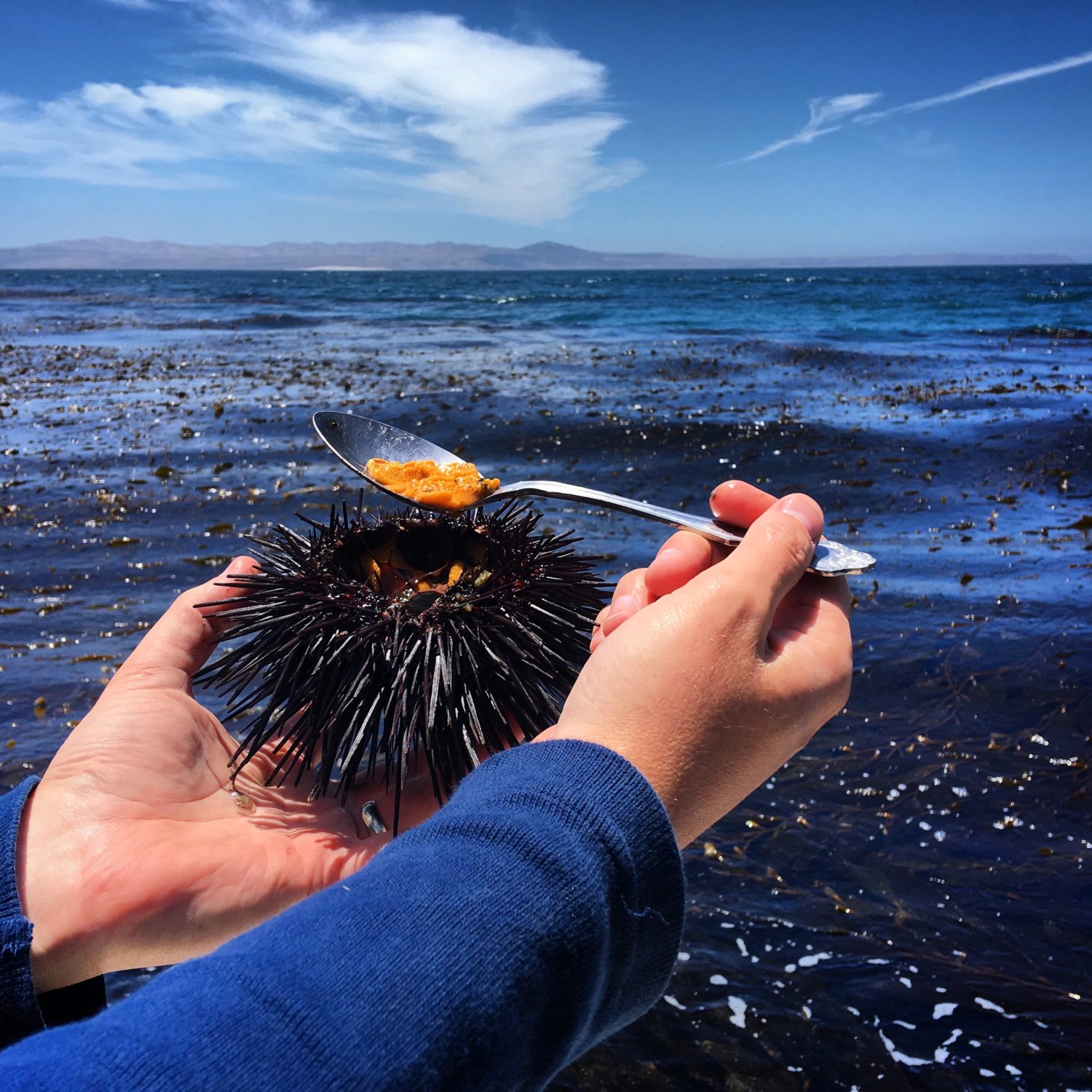 sea urchin just harvested off the channel islands 584152