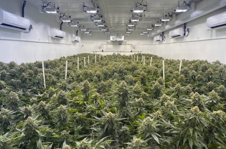 What California's Best Pot Farmers Are Growing for Summer 2020 38 image 475298