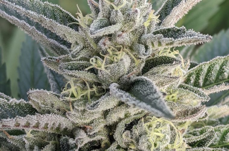 The Best and Worst of The CBD Boom 38 img 20191019 155158 357236