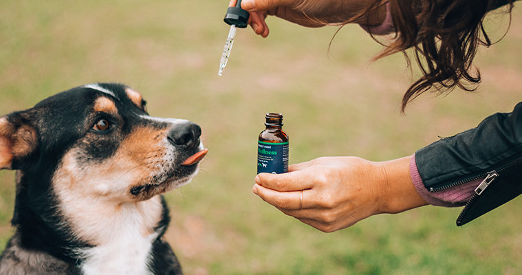 CBD Oil for Dogs Is It Safe