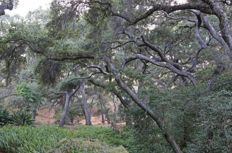 Coast live oaks 3 © Descanso Gardens