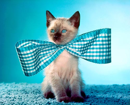 A.G. Geiger Presents: Bookseller's Holiday: National Kitten Day, Pina Colada & Mojito Days, and Cheer Up the Lonely Day Edition 38 chandoha1