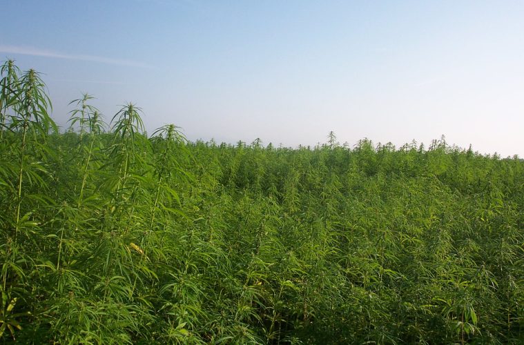 The DEA Told Us It's Aware of the CBD Industry Freaking Out, Looking at Policy Options 38 1280px Industrialhemp WikiCokmmonsAleks