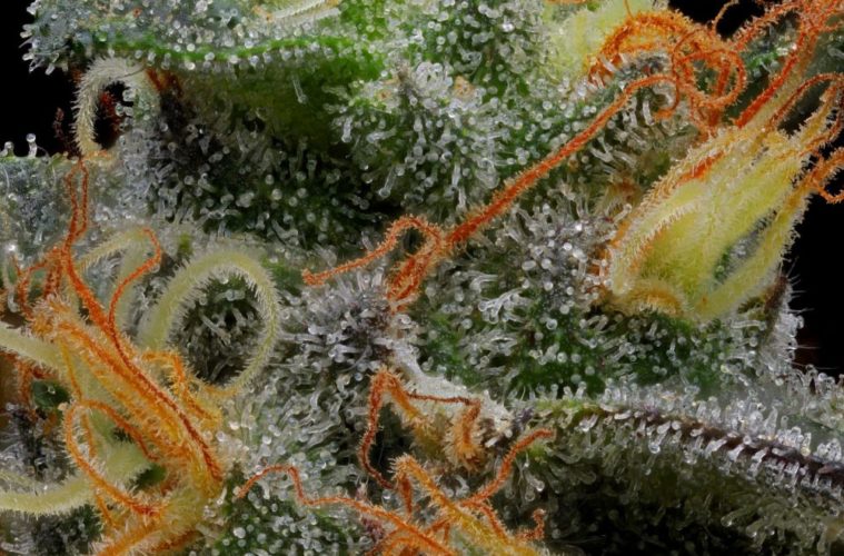 The Best Legal Cannabis of Summer 2020 38 ResizeVanilla FrostingErikNugshotsHumboldtSeedCompany