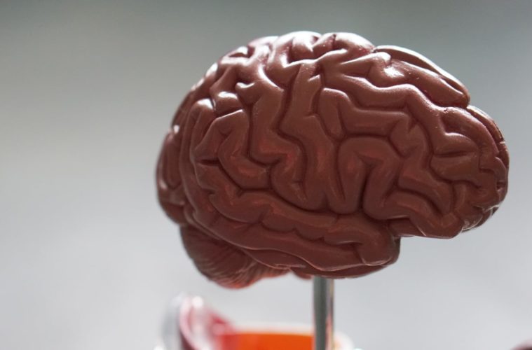 CBD And Blood Flow: What The Brain Wants You To Know 38 cbd and blood flow what the brain wants you to know