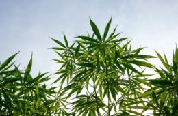 dea interim final rule what is synthetically derived thc