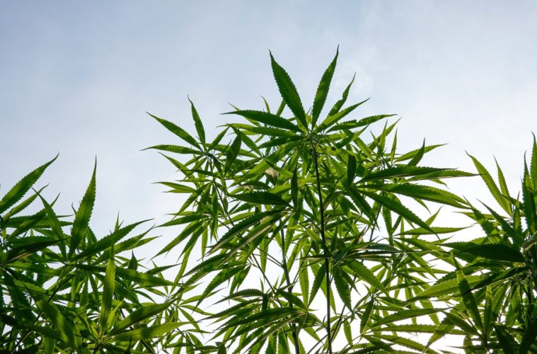 DEA Interim Final Rule: What Is ‘Synthetically Derived THC’? 38 dea interim final rule what is synthetically derived thc
