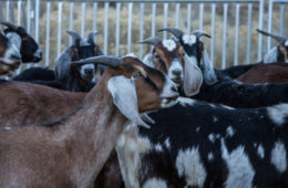 2018 December Creamery 00095IMG 9790