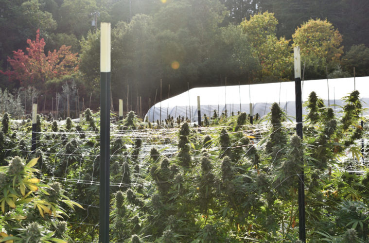 I Can't Believe It's Not Organic: CA's OCal Program Will Fill Federal Void for Pot Farmers 38 Foxworthy2019DSC 0031 013