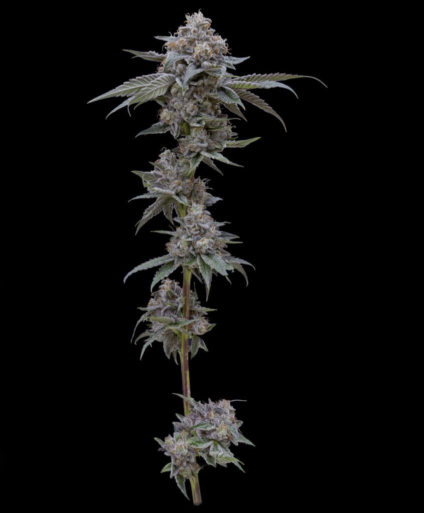 Ball Family Farms x Viola Collab Hopes to Inspire While Supporting Reentry Programs 40 ReignStalk2