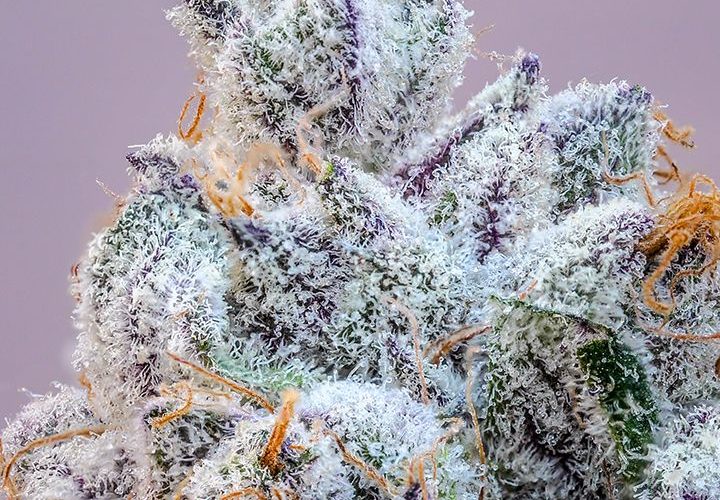 The Pandemic Picks: The Best Cannabis of Lockdown's Six-Month Anniversary 38 YourHighnessLemonMints11