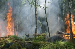 heres how forest fires ruin wine 1068x580 1