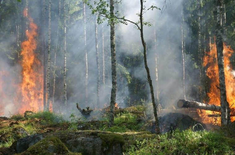 The California Fires and Cannabis 38 heres how forest fires ruin wine 1068x580 1