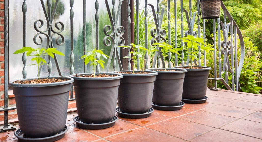 Outdoor Vs Indoor Grown Cannabis Which To Choose La Weekly