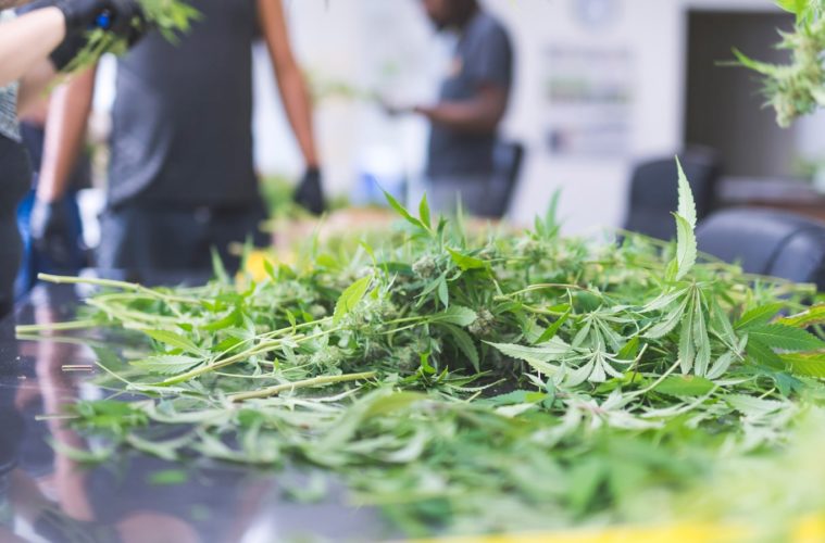 Does Oregon’s Eviction Moratorium Apply To Cannabis Businesses? 38 should I invest in my friends marijuana business