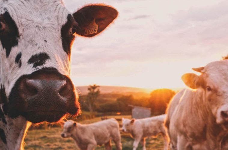 Feds Want To Know: Will Milk Drinkers Get High If Cows Eat Hemp? 38 the austrian government warns people against kissing cows 1068x580 1