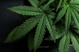 using cannabis to treat inflammatory bowel disease 1068x580 1