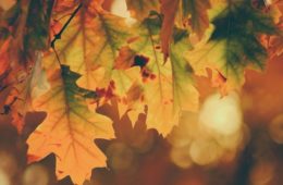 Fall
