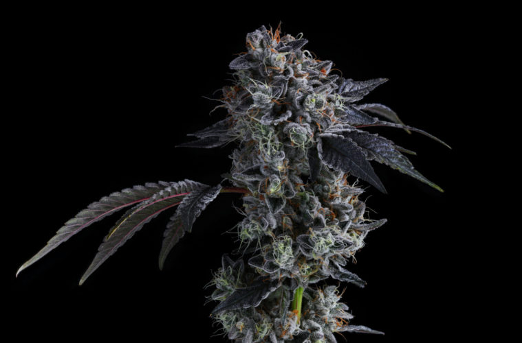 The Strains of The World Series 38 Kush Mint Cookies Portrait