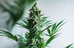 cannabis and hpv a treatment or a cause 1068x580 1