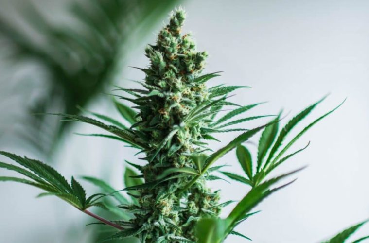 Cannabis Decontamination: What Is It And Why Is It Important? 38 cannabis and hpv a treatment or a cause 1068x580 1