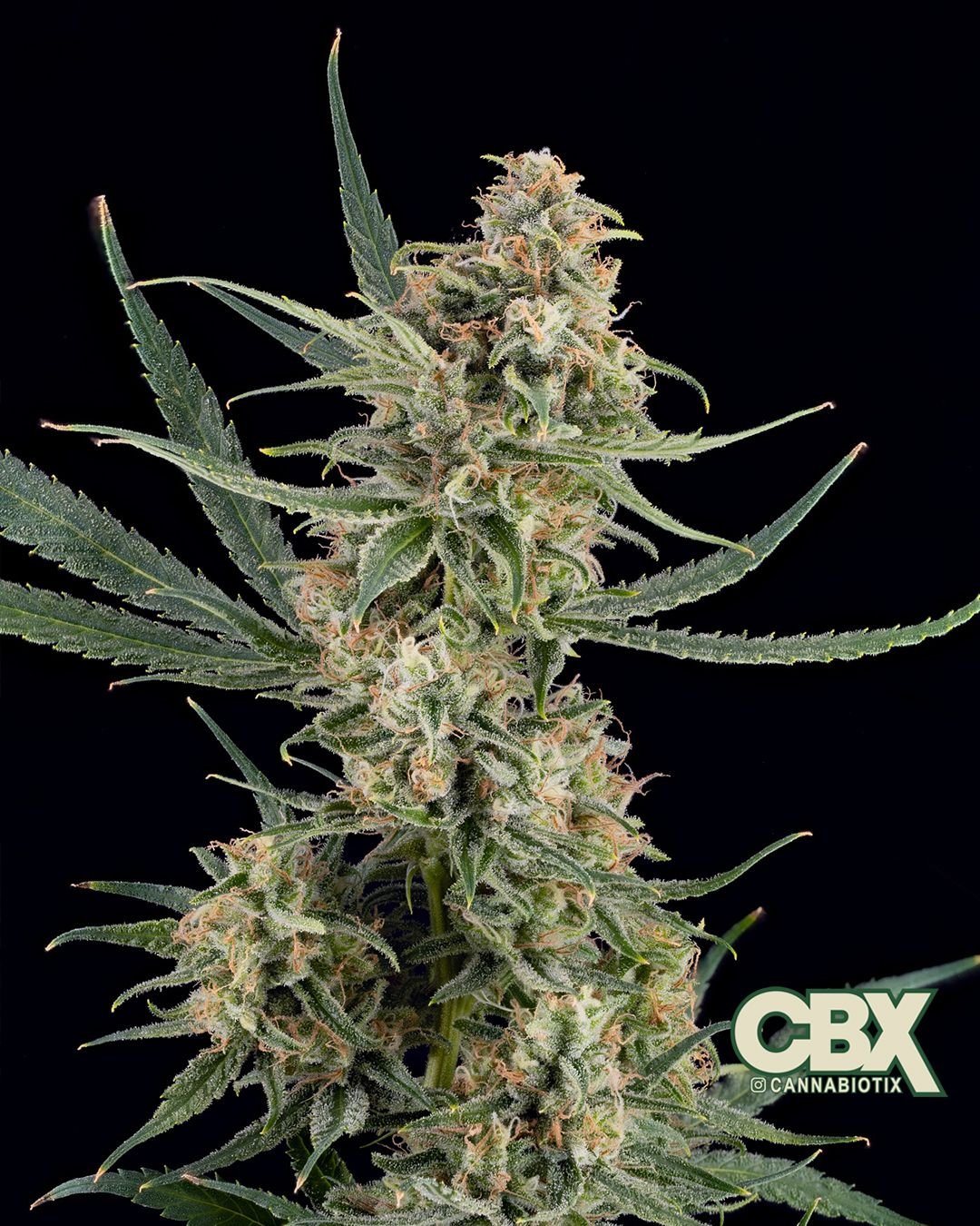 Cannabiotix SuperSilverHaze