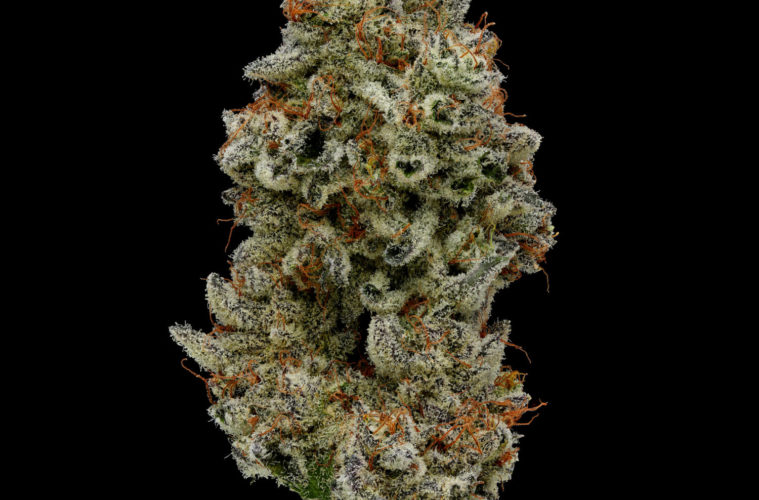 Best of L.A. Cannabis 2020: Farms, Local Strains, and Imports 38 FigFarms Animal Mints Bx1 Nugshot