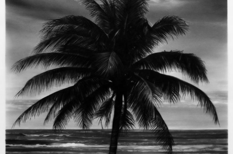 robert longo Study of Beach Palm 1 2020