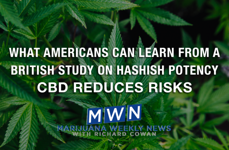 What Americans Can Learn From A British Study On Hashish Potency – CBD Reduces Risks 38 01 Monday Image MWN Cowan