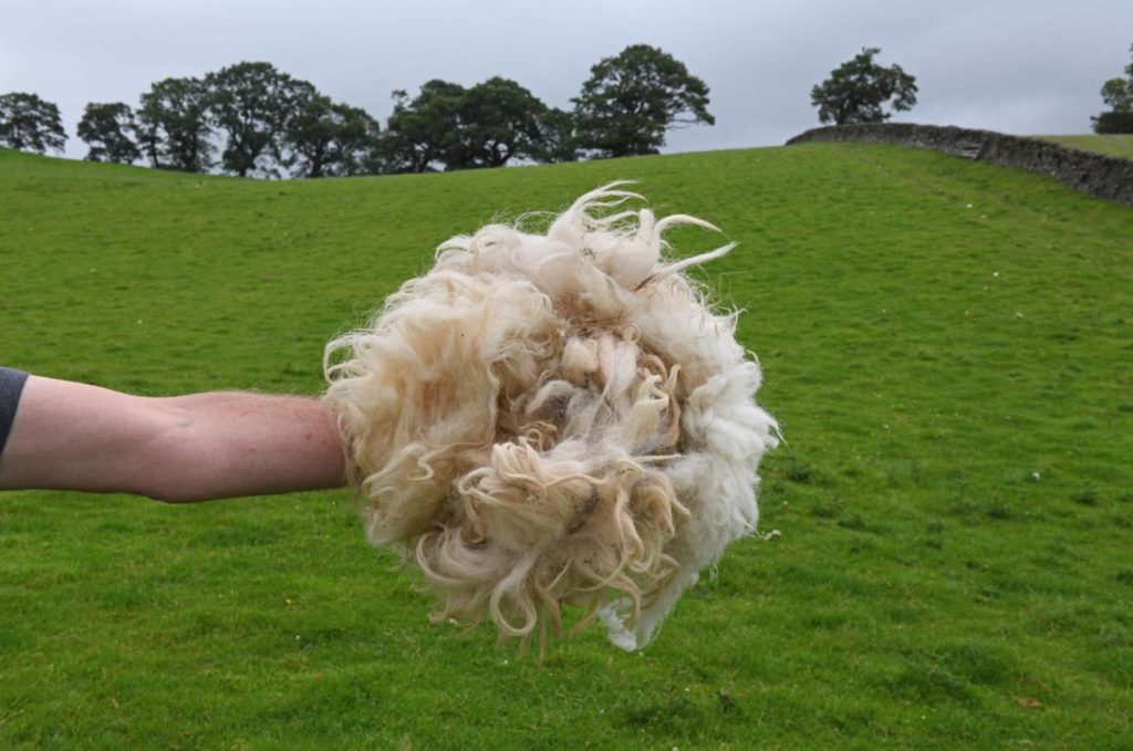 Andy Goldsworthy Crow. Sheep. Hand. Dumfriesshire Scotland. July 2020 02