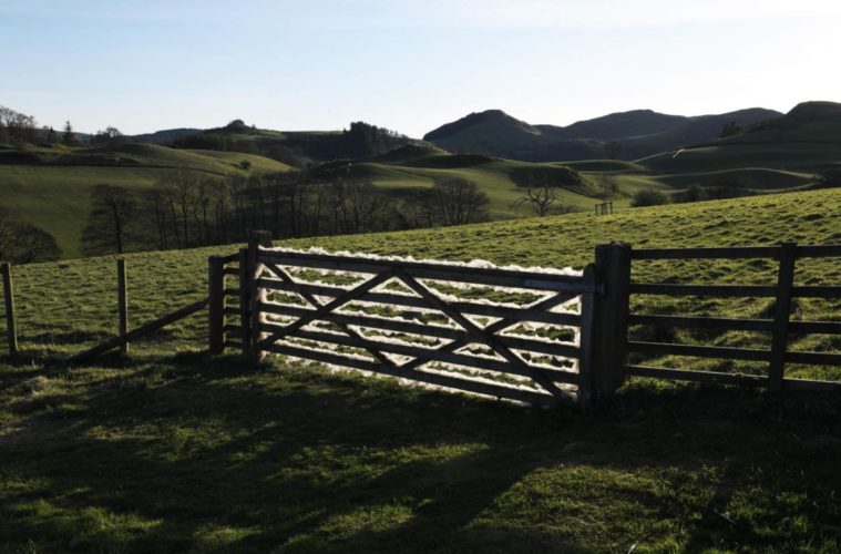 In Lockdown Too, Andy Goldsworthy Works With What’s At Hand 38 Andy Goldsworthy Wool Gate. Sundown. Dumfriesshire Scotland. 24 April 2020 02