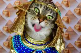 Excerpt: Chronicling Feline Greatness in <i>A Cat's Tale</i> 50 Cat Tale