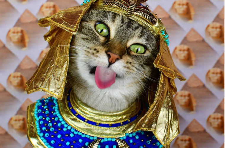 Excerpt: Chronicling Feline Greatness in <i>A Cat's Tale</i> 38 Cat Tale