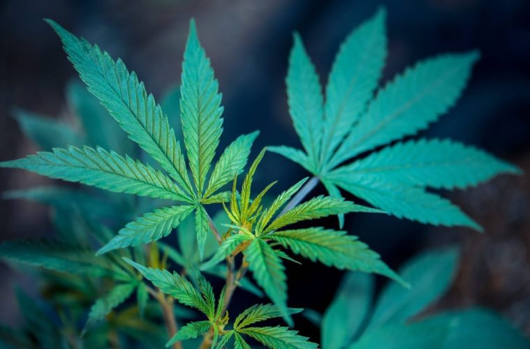 Is Marijuana Really Legal Without The Freedom To Grow At Home? 38 Leaf