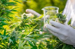 Medical marijuana