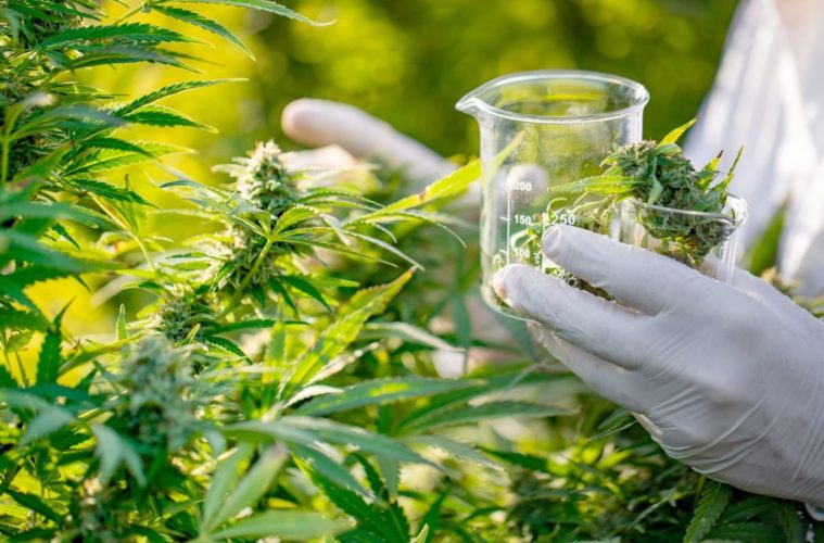 Medical marijuana
