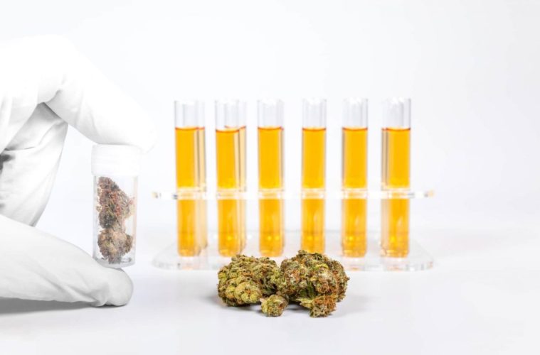 The USP Lays Out Guidelines For Medical Cannabis e1608562899987