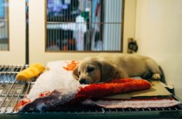 new cannabis company launches with sights set on awareness for pet adoption 1 e1607377395274