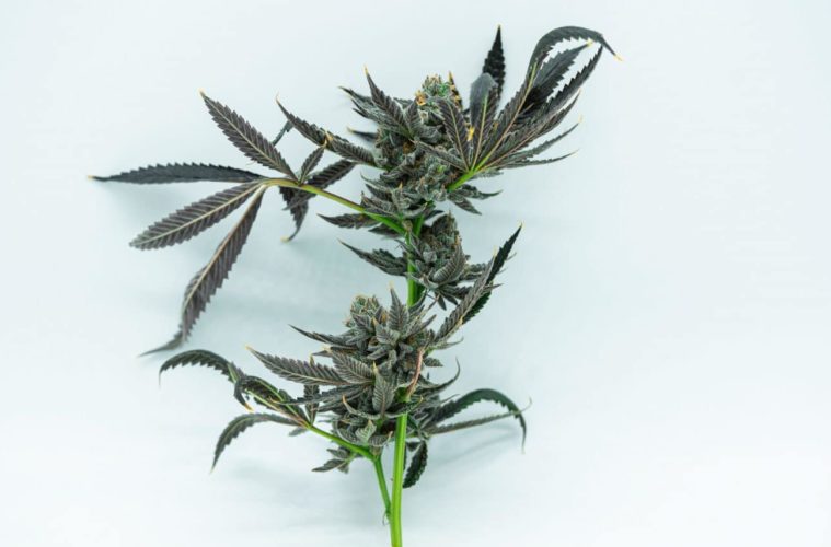 USP Looks To Growers For Quality Control 38 usp looks to growers for quality control e1608738806533