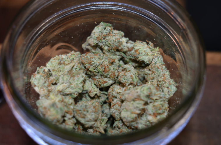 The Emerald Cup Preps for Digital Edition 38 DSC 0294 01
