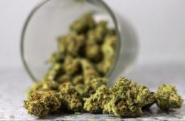 Survey Says Americas Favorite Way To Kick Opiates Is Cannabis e1611617301552