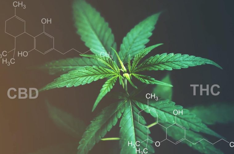 Hemp-CBD Legislation: Will Congress Boost Hemp Total THC Limit To 1%? 38 Will Congress Boost Hemp Total THC Limit To 1 e1609792629278