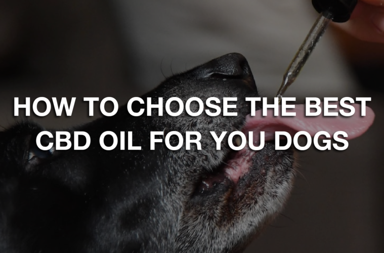 How To Choose The Best CBD Oil For You Dogs 38 05 Friday Image Buy Legal CBD Online 2.1.21